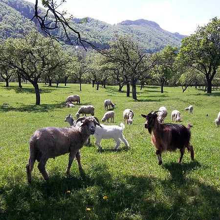 Pensiunea Din Livada Bran (Brasov)